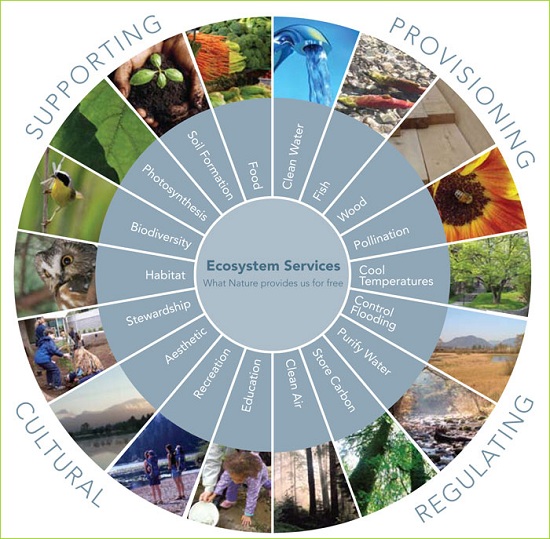 ecosystem-services-diagram.jpg